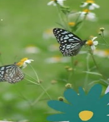 2025 함평나비대축제 완벽 가이드