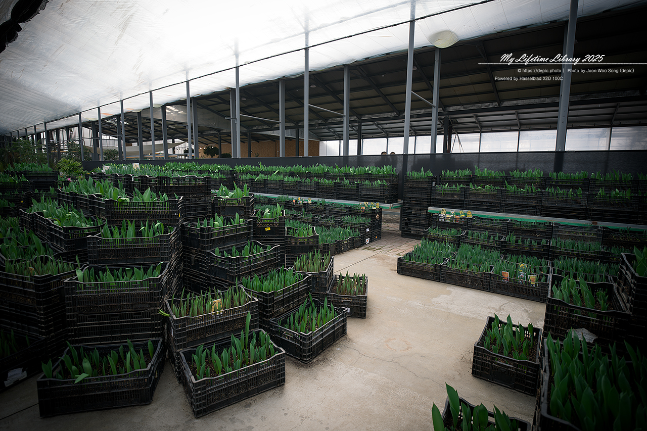 식물원 아산 세계꽃식물원 온실 꽃