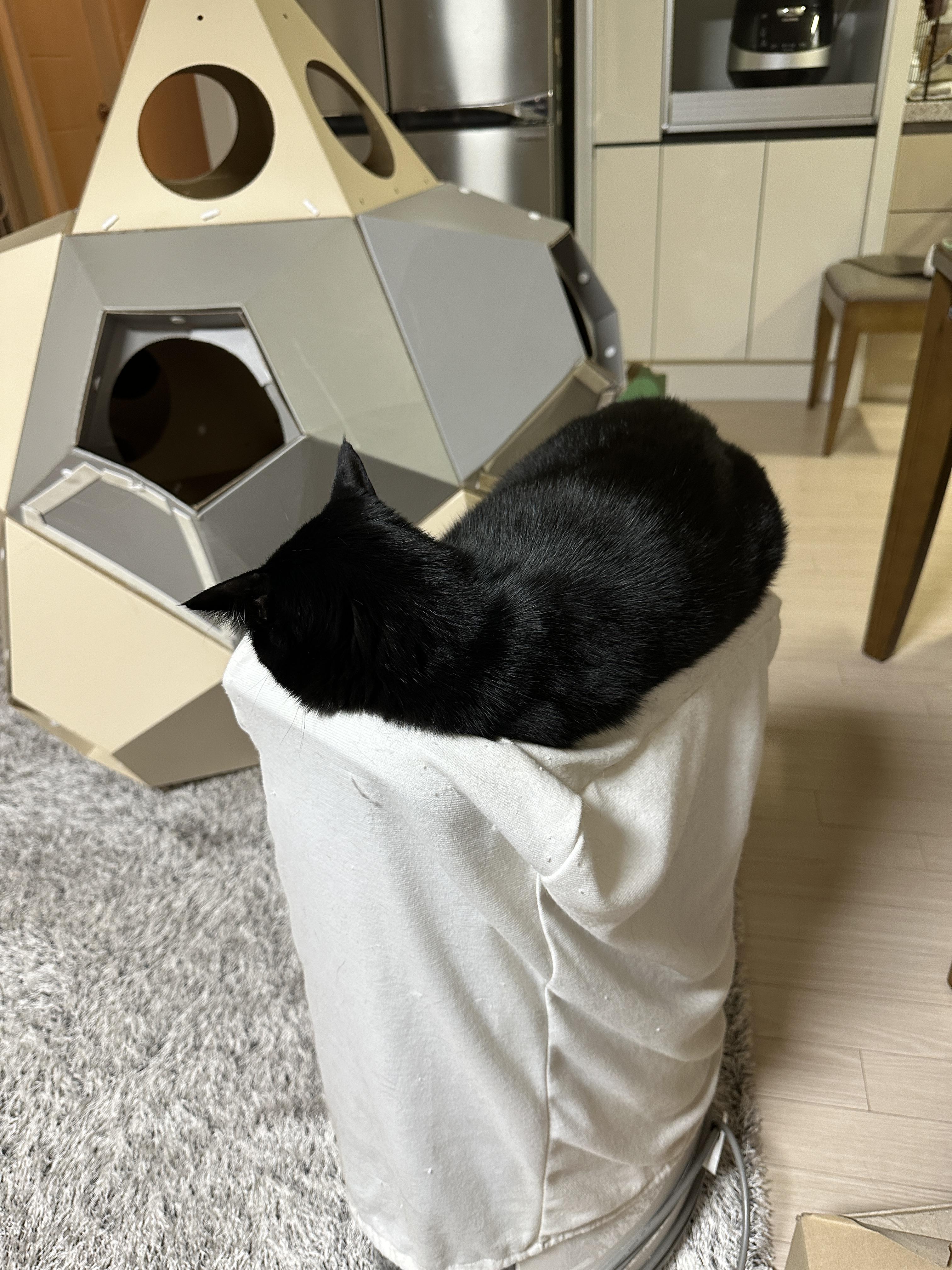 요즘 미모 폭발하는 건이의 최애 장소 (feat. 제습기 위 고양이)