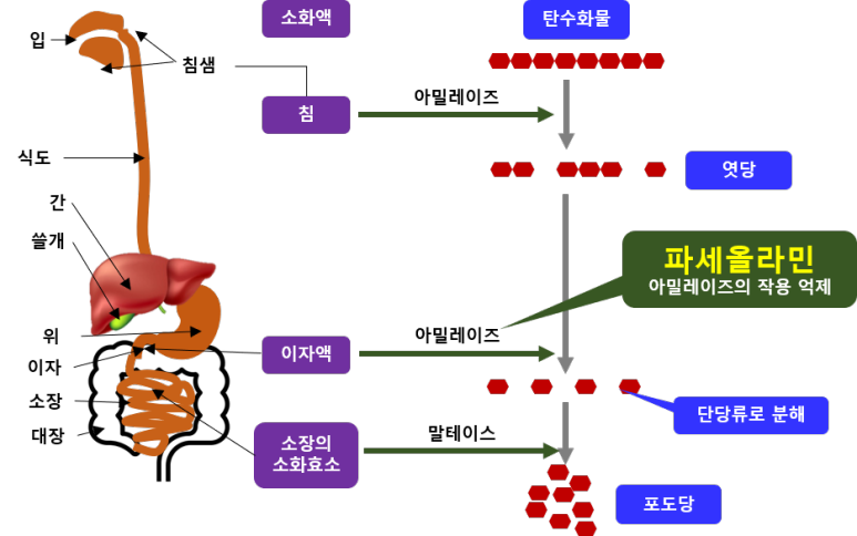탄수화물 분해 도식