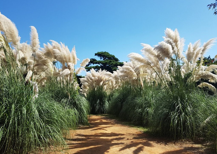 충남 태안 청산수목원 팜파스