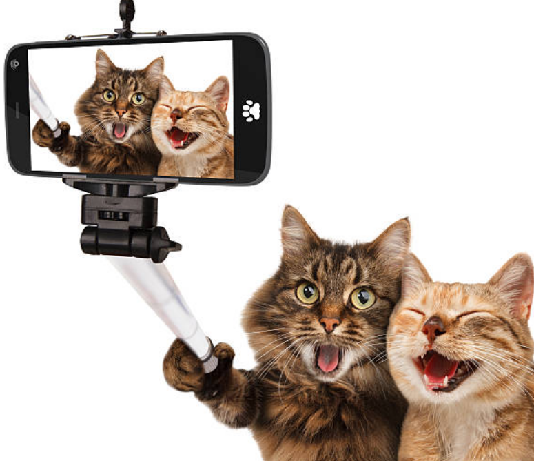 함께 사진을 찍는 꿈