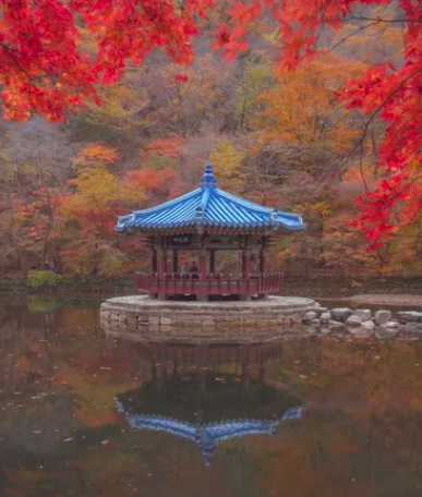 내장산 단풍절정시기