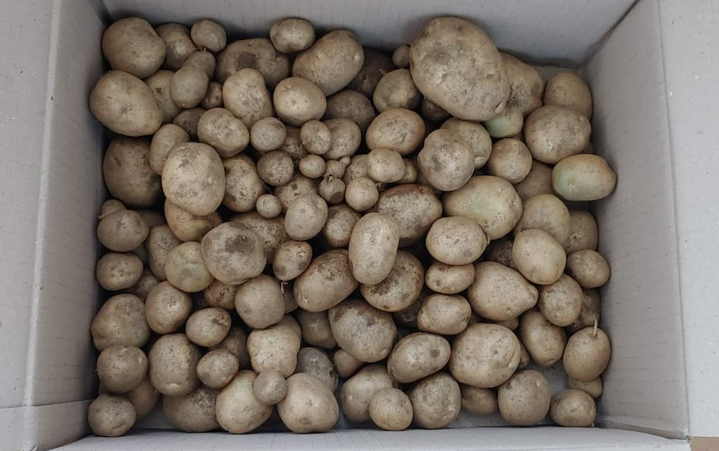 수확한 감자 박스