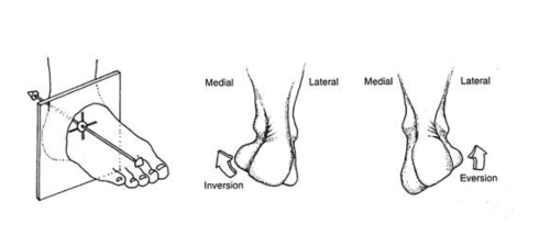 발의-해부학적-움직임
