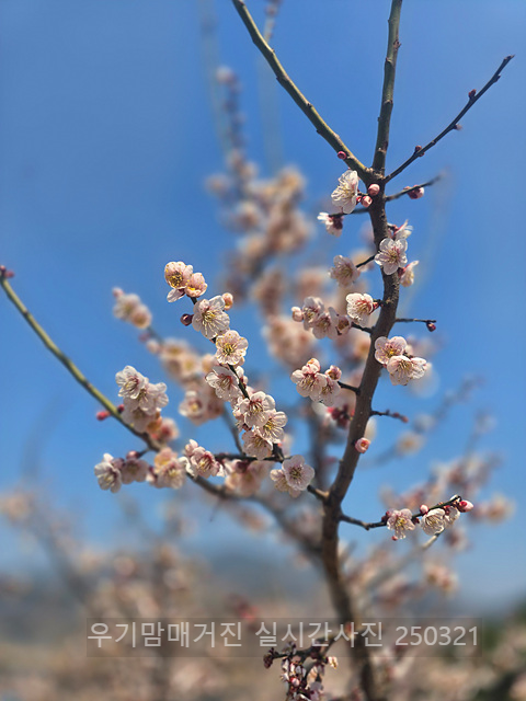 광양매화축제 실시간