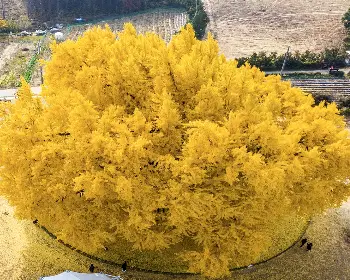 반계리 은행나무_7