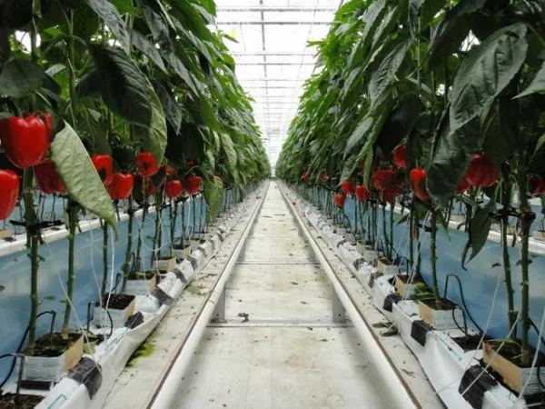 파프리카 재배 모종 선택 하우스 관리 착색 높이는법_7