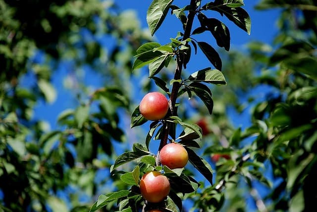 자두 효능 5가지 총정리 – 칼로리·다이어트·먹는법 꿀팁까지