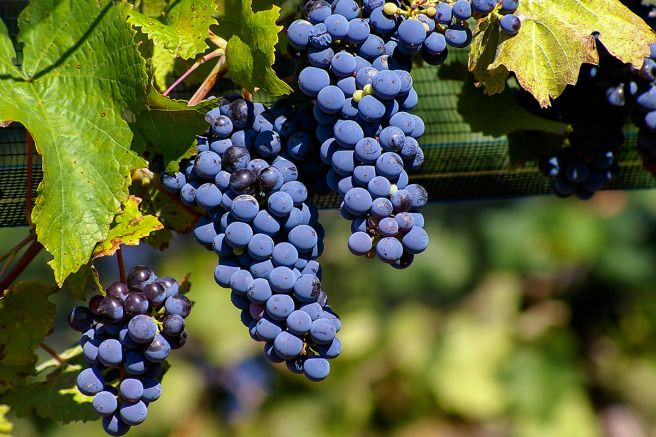 말벡(Malbec)