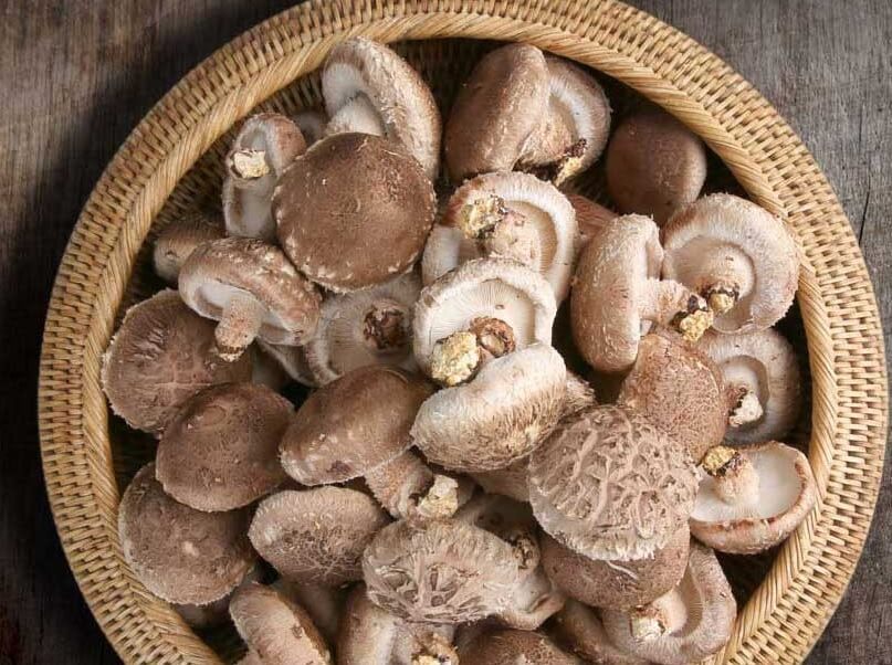 생방송투데이 3806회 넘사벽의 비밀 1억 매출, 버섯 농사짓는 근육맨 편 머쉬앤머슬 버섯 주문방법