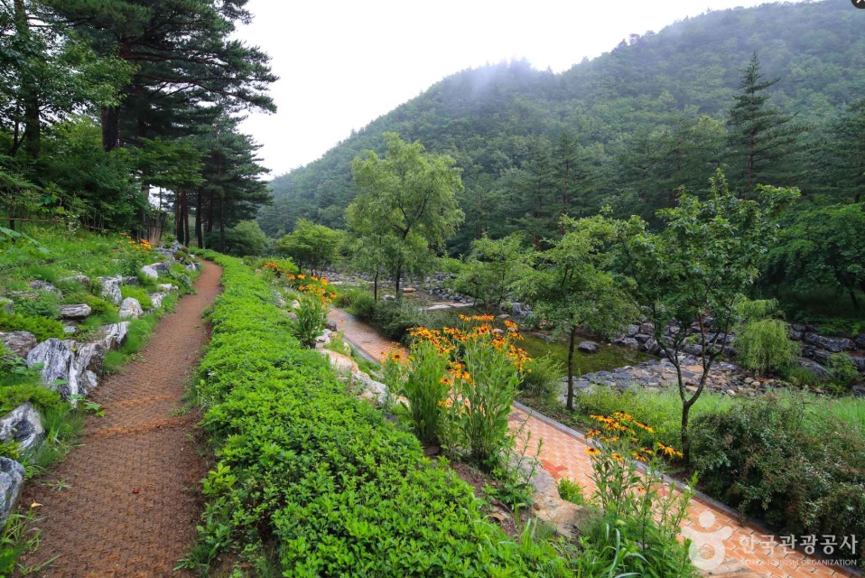 강릉 솔향 수목원