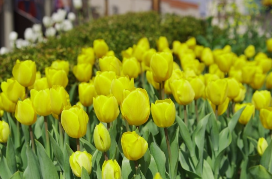 에버랜드 튤립 꽃밭
