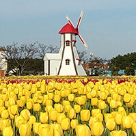 튤립축제