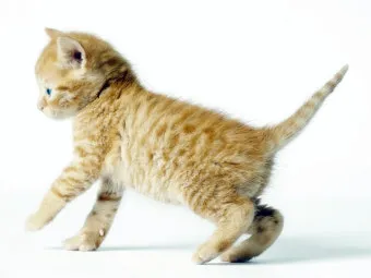 고양이 출산 임박증상 음식 중성화 발정_6