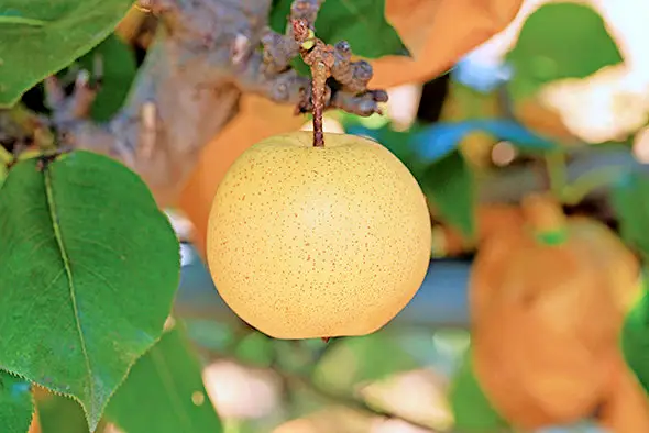  전남 나주 달콤한 과일 배 파는 곳 전국 택배 온라인 전화 주문 추천 