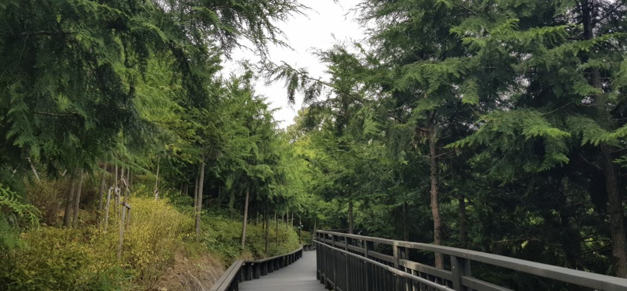 서울 봉산 편백나무 치유의 숲 전경