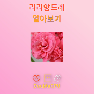 라라앙드레 꽃말 및 탐구