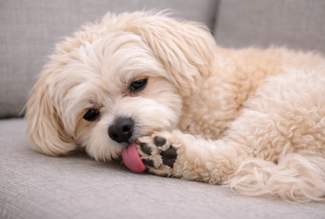 강아지 발바닥 질환 관련 사진