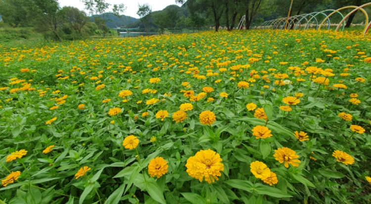 자라섬 꽃 페스타