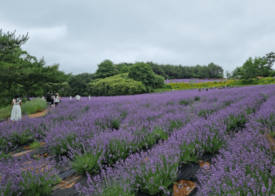 6월 전라남도 전라북도 축제일정 가볼만한 곳, 여행 추천