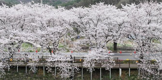 대청호 벚ㅈ꽃축제 사진