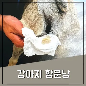 강아지 항문낭 안전하게 짜는 방법과 관리 요령_13