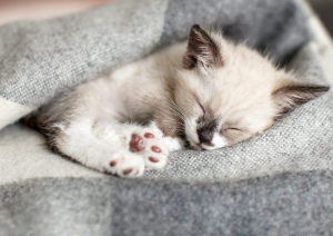 담요를 덮고 있는 고양이