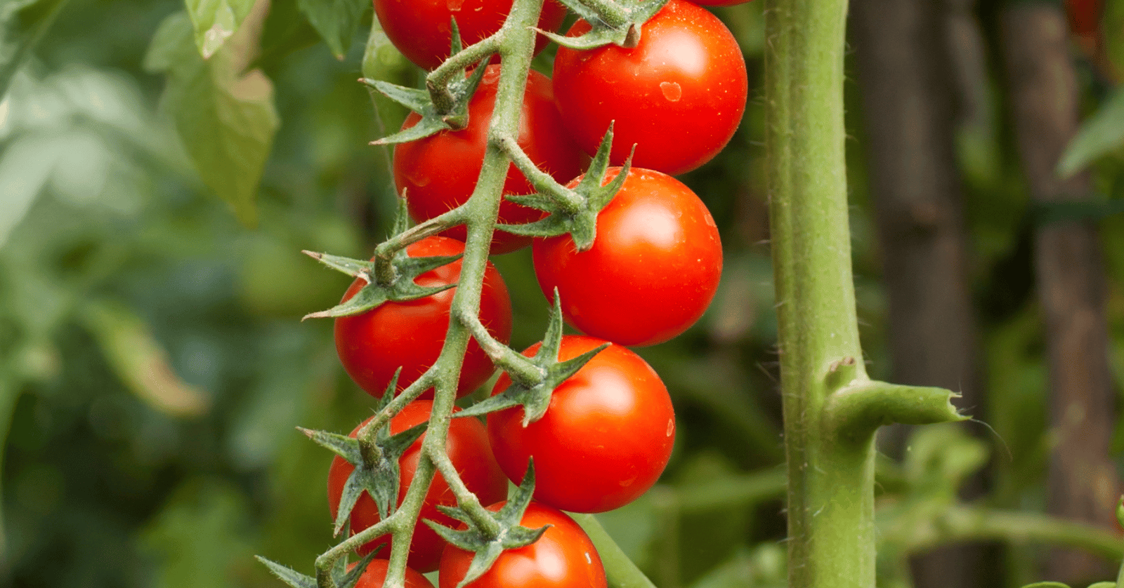 스테비아방울토마토칼로리