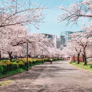 벚꽃 개화 시기