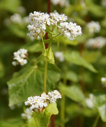 하동 북천 코스모스 메밀꽃축제 정보