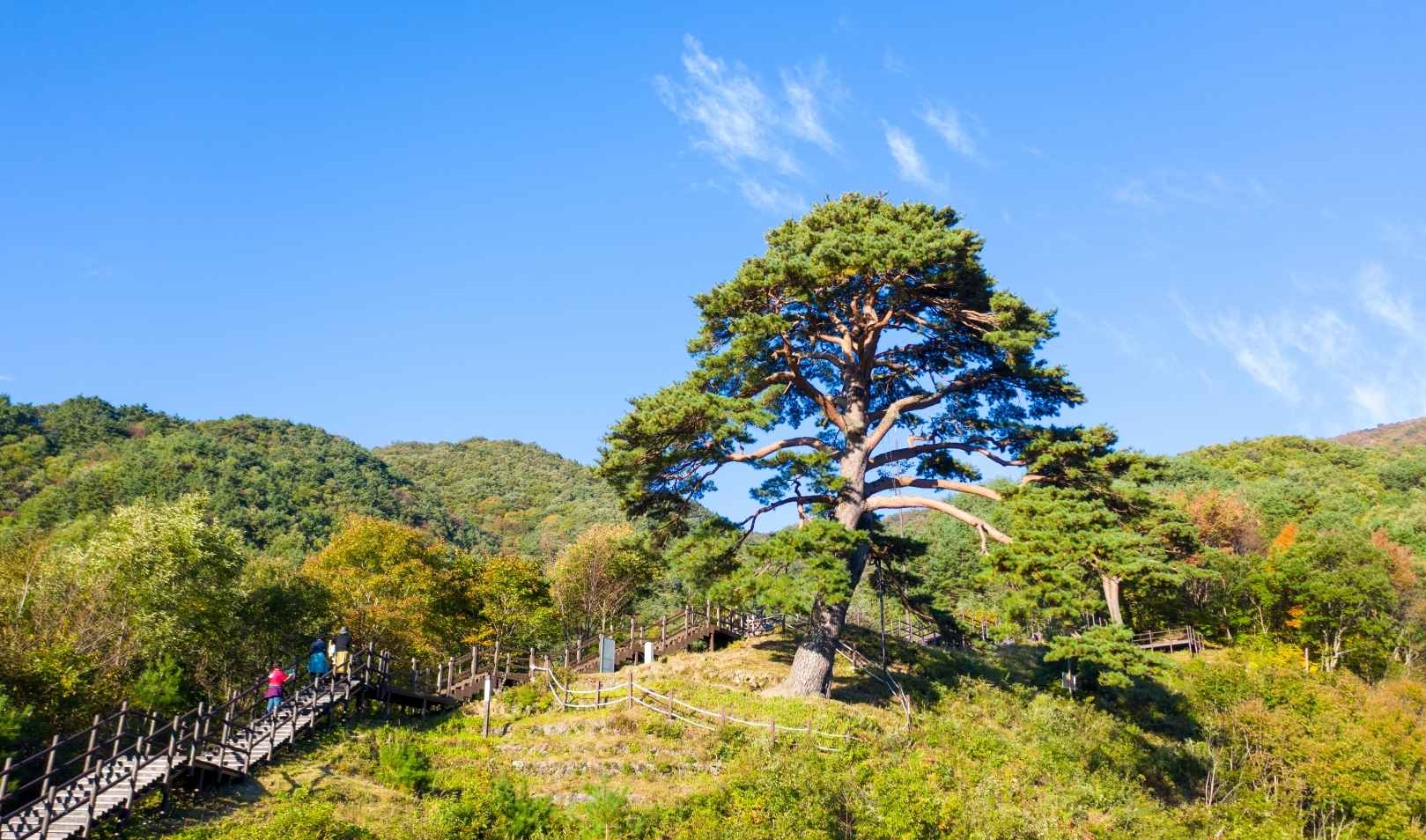 남원 지리산 천년송