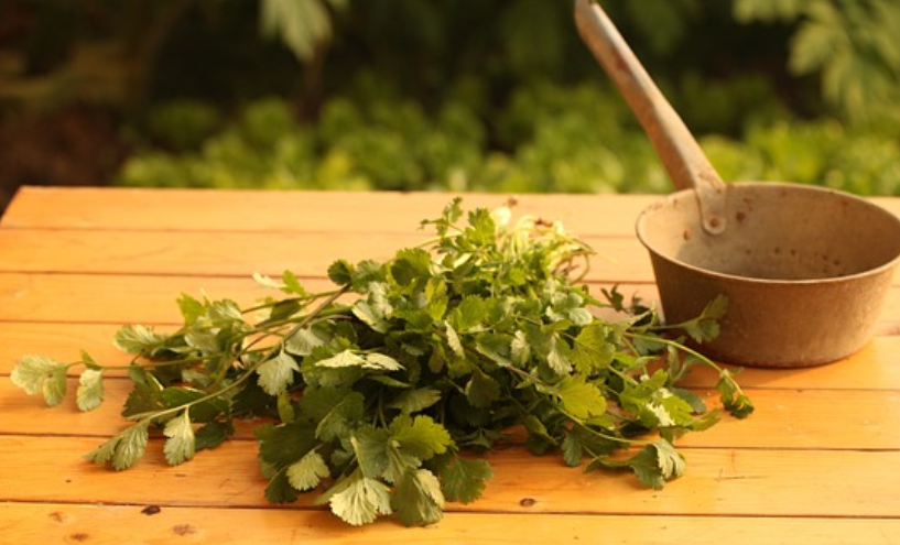 고대 문명의 항생제 개념 (곰팡이를 이용한 자연 항생제)