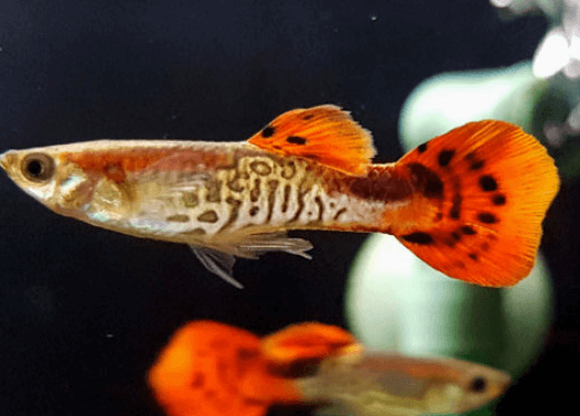 직장인 구피 먹이 주는 방법