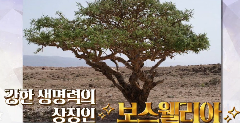 보스웰리아