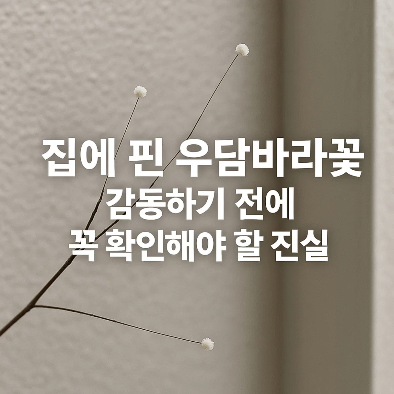 집에 핀 우담바라꽃, 감동하기 전에 꼭 확인해야 할 진실