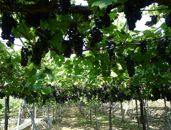 컨츄리 와이너리 충북 영동 와인