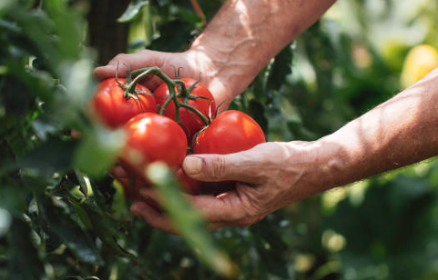 혈압 낮추는 음식