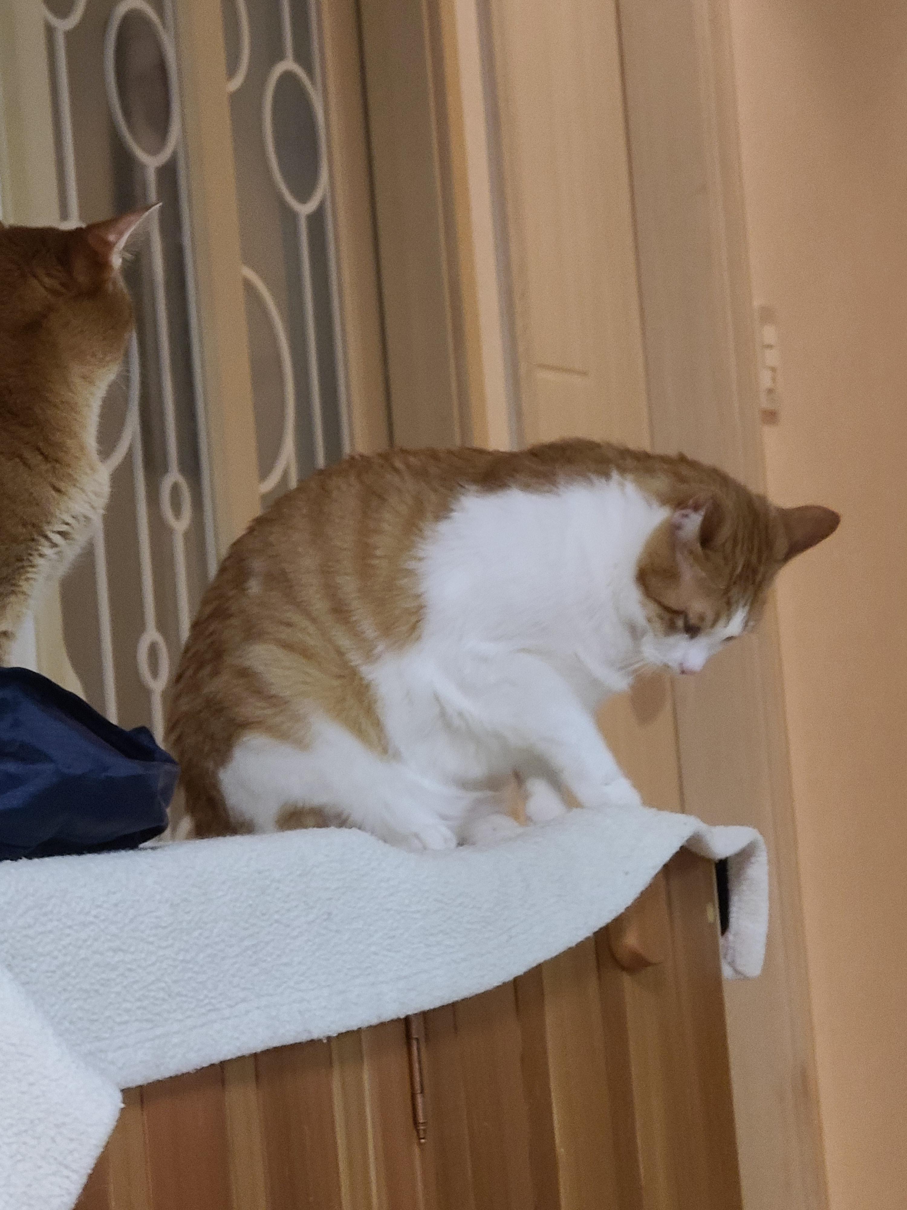 안쓰러워서 못봐주겠네진짜. 눈치보는 고양이.