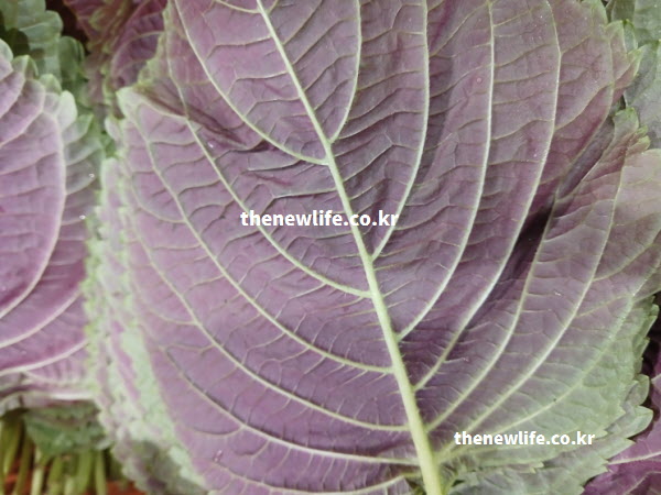 자색 깻잎 효능 칼륨 및 무기질 성분 실물 잎 사진