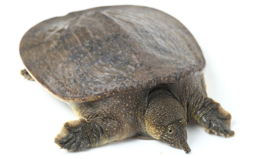 야생에서 채취를 한 자라를 하얀 바닥 위에 놓아두고 확대를 하여 찍은 사진