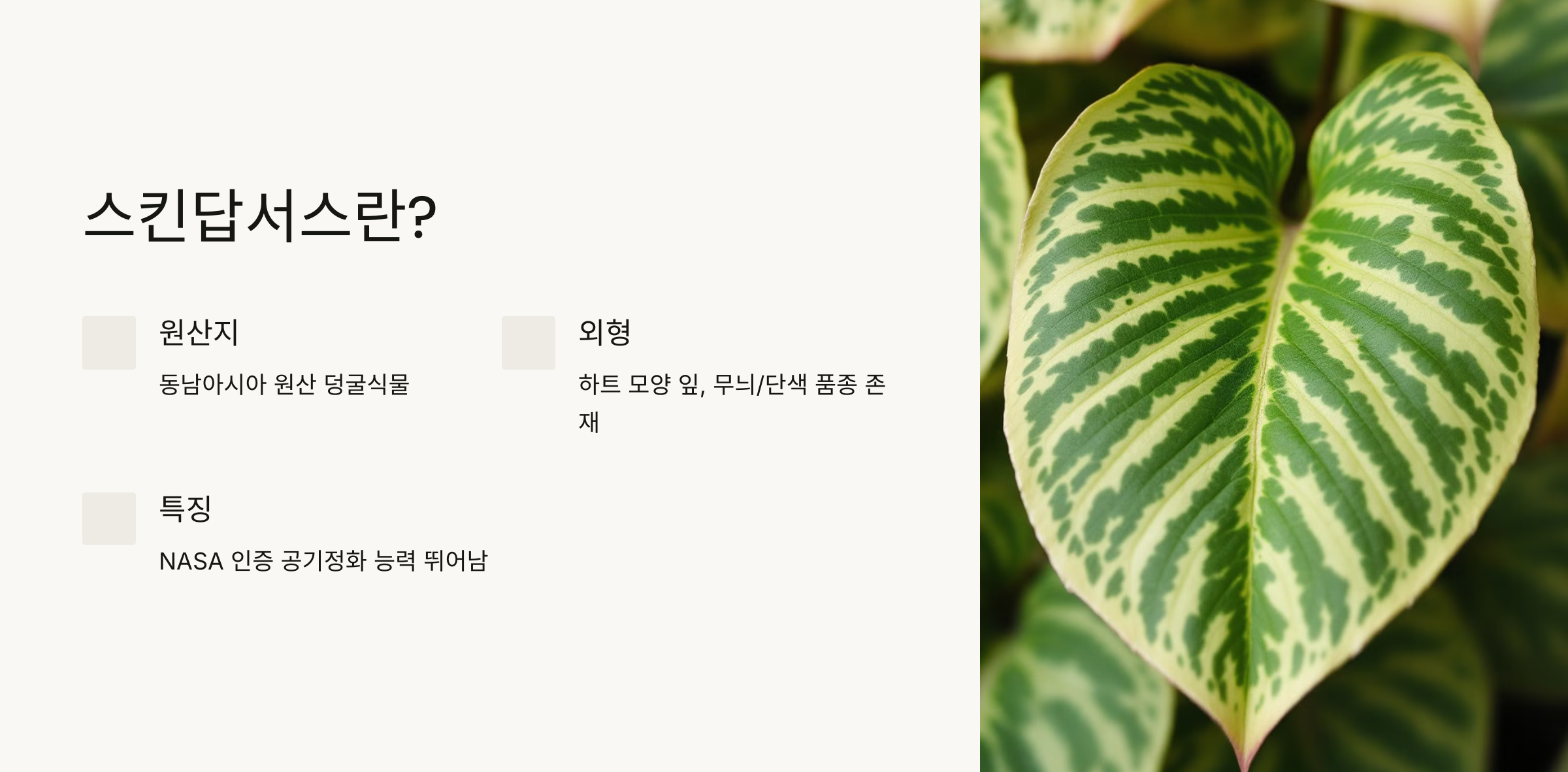 스킨답서스 사진