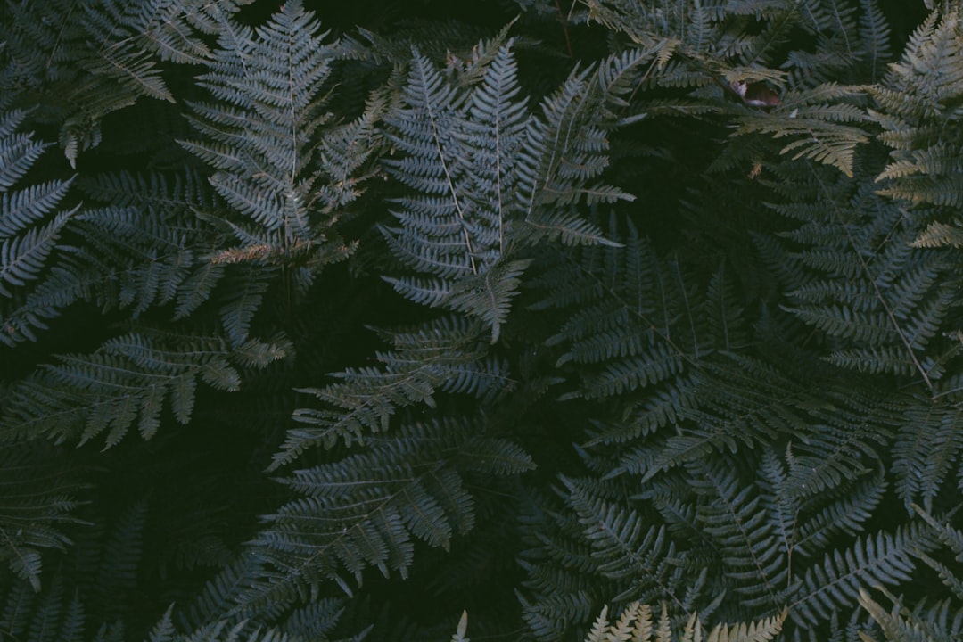 foliage