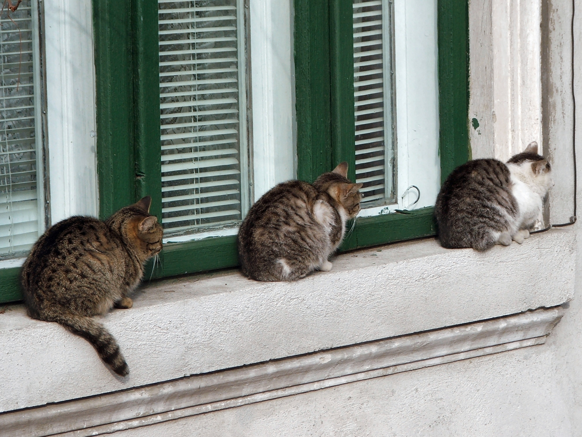 고양이 창가 꾸미기 관련 사진