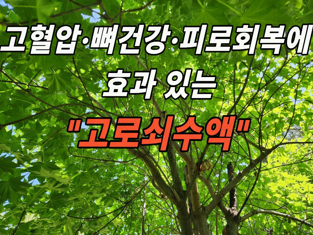 약초원에서 본 고로쇠 나무