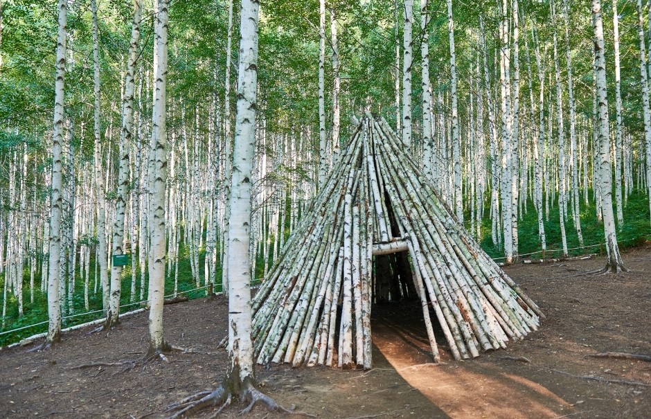 인제 자작나무숲 완벽 가이드: 하얀 나무 사이를 걷는 환상적 힐링 여행