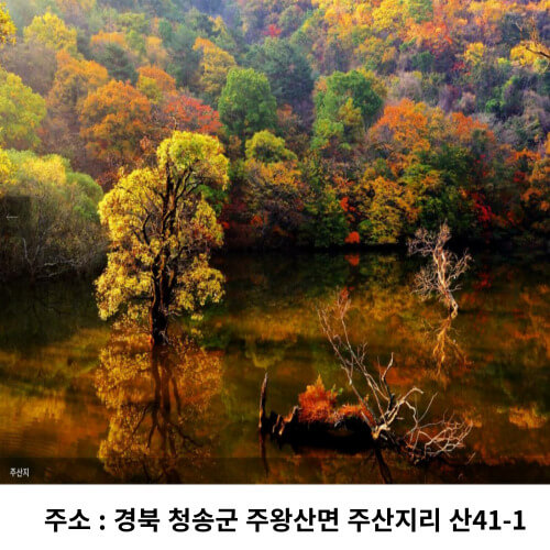 청송 주산지