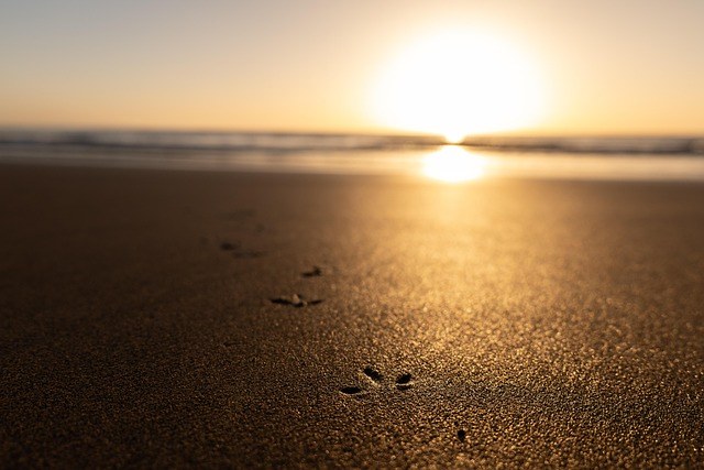 동물의 흔적을 따라가는 하루: 관찰로 배우는 Bushcraft 실전 생존 방법