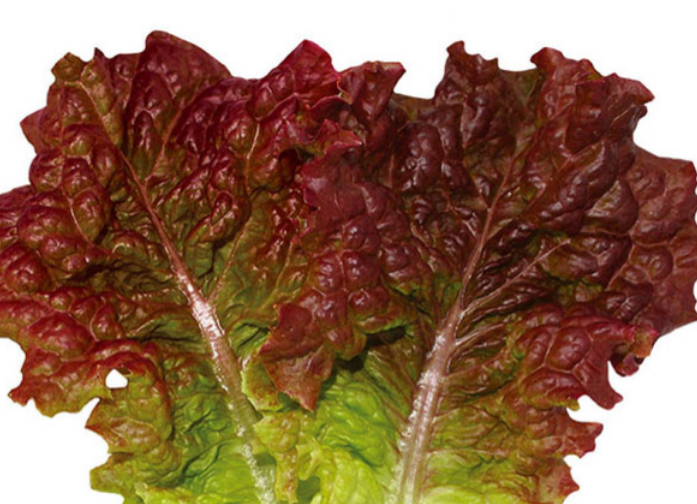 채소 가격 폭등, 배추 이어 깻잎·상추도 오름세…식품·유통업계의 대응 전략