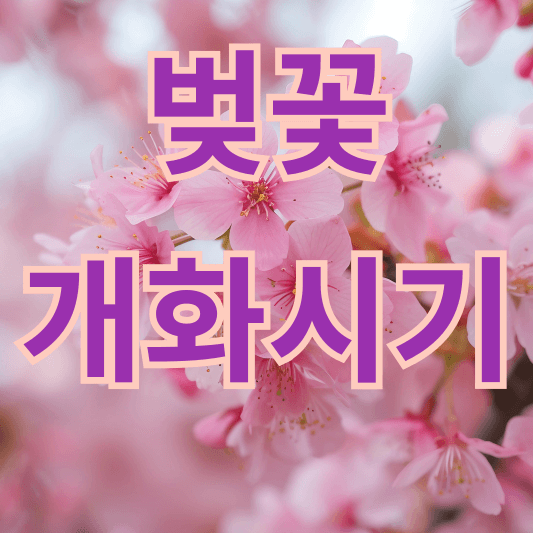 2024년 벚꽃 개화시기